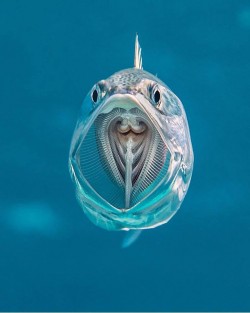 Striped Mackerel feeding