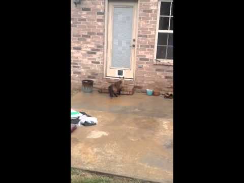 Epic Cat Door Fail [ORIGINAL; Part 1 ] – YouTube