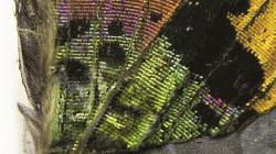 Extreme closeup of a butterfly wing