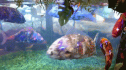 Amazingly lifelike robot fish