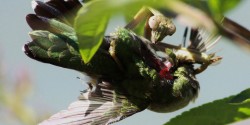 Praying Mantises Are Killing Birds And Eating Their Brains Worldwide | HuffPost