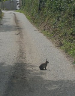 Total gridlock on route to Padstow