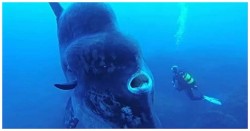 The Enormous Ocean Sunfish Will Give Divers An Encounter To Remember