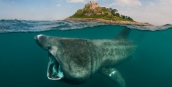 Basking shark at St. Michaels Mount