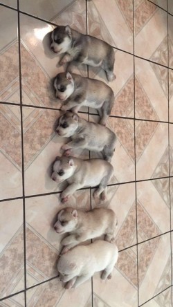 Husky ran out of ink while giving birth