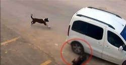 Driver fined 1,097 Turkish Liras for hitting and killing stray dog – ANIMALS