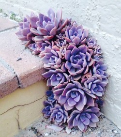 Purple succulents