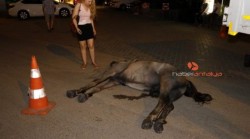 Another poor carriage pulling horse dies of negligence and ill treatment in Antalya, worked all  ...