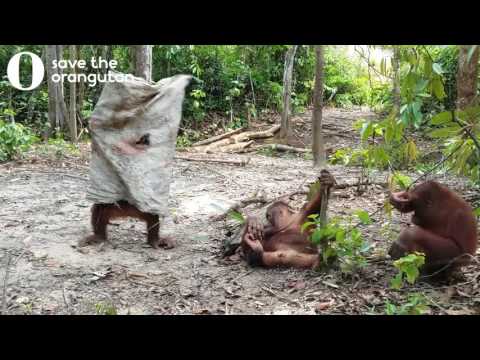 Hilarious orangutan does everything to get his friends attention – YouTube