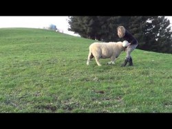 rugby playing sheep – YouTube