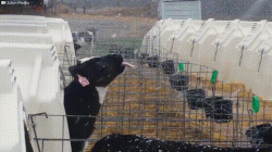 A cow trying to catch snowflakes.