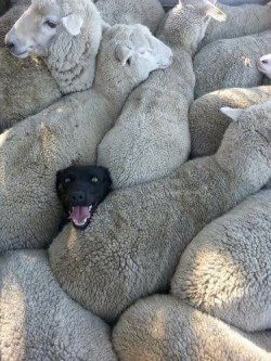 When you lied on your CV about having previous sheepdog experience.