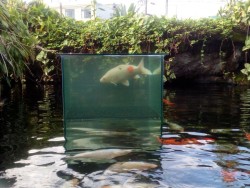 This “water box” that allows the fish to swim above the water level