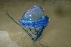 Portuguese man o’ war invasion in Cornwall as number of specimens breaks all records ̵ ...