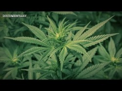 The Most Powerful Plant on Earth? | The Hemp Conspiracy | Documentary – YouTube