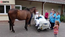 This was the heartwarming moment a man on his deathbed got his dying wish – to feed a hors ...