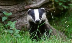 As badger culls begin, could one pioneering vet’s bovine TB test end the slaughter? | UK news |  ...