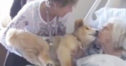 Dying woman holds 19-year-old service dog close. Dog’s next move has everyone in tears