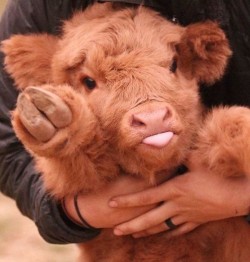 If You Ever Feel Sad, These 10+ Highland Cattle Calves Will Make You Smile | Bored Panda