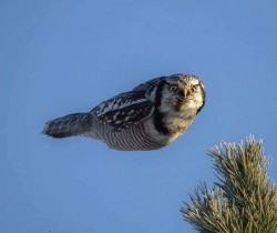 Owl in mid flight