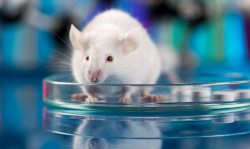 Studying human tumors in mice may end up being misleading | Ars Technica
