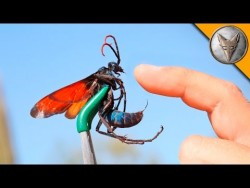 STUNG by a TARANTULA HAWK! – YouTube