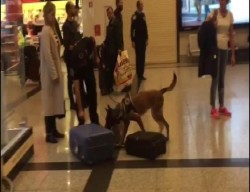Turkish police use dogs to search luggage of German passengers in Istanbul