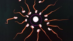 Eggs May Get to Decide Which Sperm Fertilizes Them | Big Think