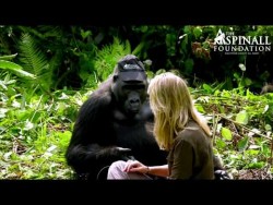 Heart-warming moment Damian Aspinall’s wife Victoria is accepted by wild gorillas OFFICIAL ...