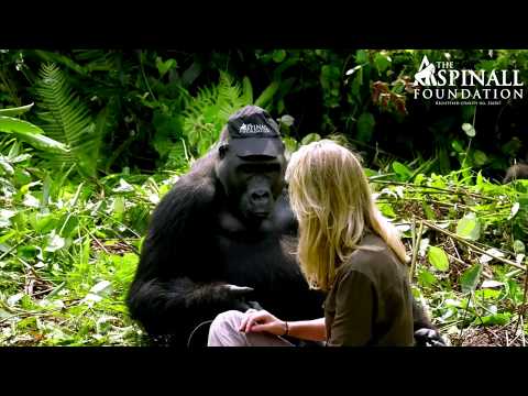 Heart-warming moment Damian Aspinall’s wife Victoria is accepted by wild gorillas OFFICIAL VIDEO – YouTube