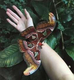 The Atlas Moth