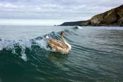 Even Cornish swans love surfing