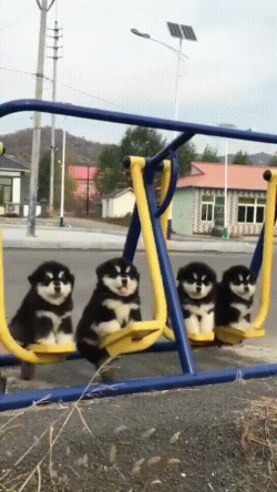4 furry swingers