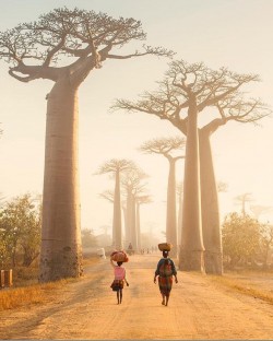 Avenue of the Baobabs