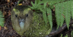 Clumsy Kakapo: The flightless parrot – Natural World: Nature’s Misfits | Th Golder