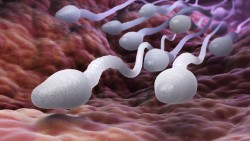 Sperm May Be Uniquely Equipped to Deliver Chemo to Cervical Cancer | Big Think