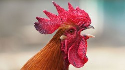 How roosters protect themselves from their own deafening crows | Science | AAAS
