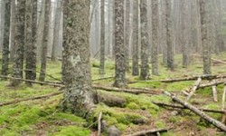 Into the woods: how one man survived alone in the wilderness for 27 years | Michael Finkel | New ...
