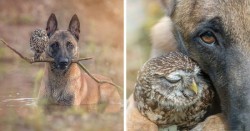 These 30+ Photos Of Ingo The Dog And His Owl Friends Is The Only Thing You Need To See Today | B ...
