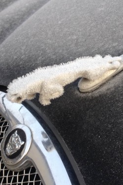 Frosty Jag