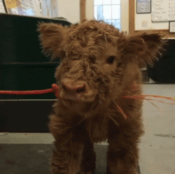 Baby highland cow