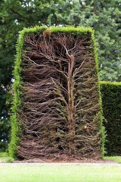 Cross section of a hedge