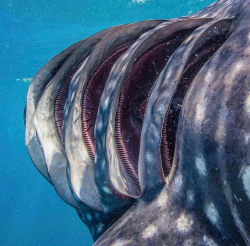 Gills of a whale shark.