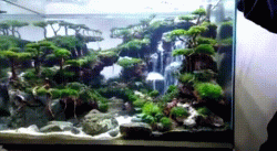 Is that a terrarium? *see fish swimming* Holy f*ck.