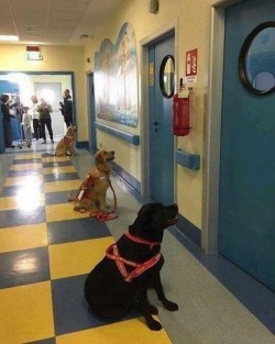 Dogs waiting to enter the hospital rooms of sick children for animal therapy.