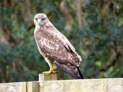 Buzzard in Playing Place