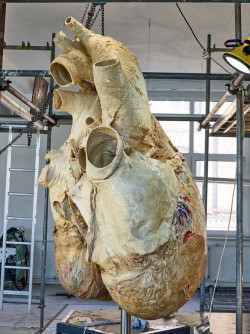 A whale’s heart
