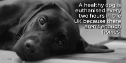 Adopt, don’t shop