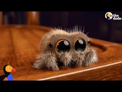 Lucas The Spider Creator Explains How He Makes People Fall In Love With Spiders | The Dodo ̵ ...