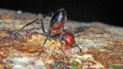 New Species of ‘Exploding Ant’ Discovered in Borneo | Gizmodo UK